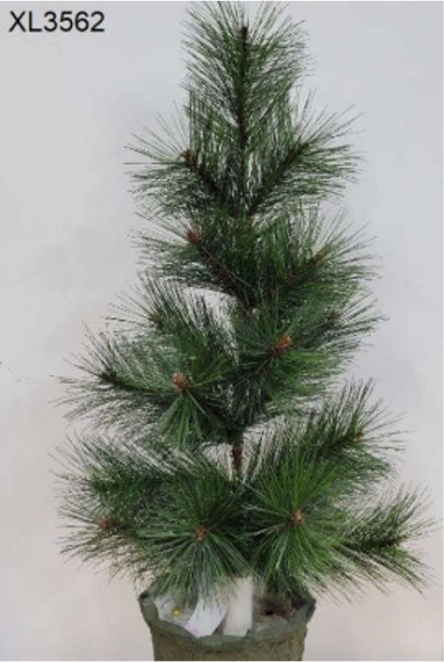 XL3562 24IN PINE TREE (36)